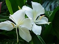 Orchid?