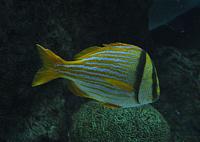 201310SW 949