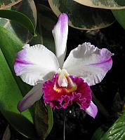 201312HawaiiA 200