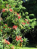 201312HawaiiA 209