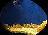 201312HawaiiA 351