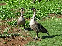 20131212 - Kauai & Luau
