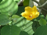 201312HawaiiA 623