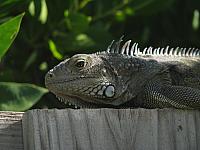 201402Carib 526