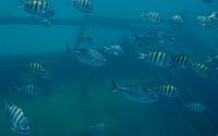 201402CaribK 352