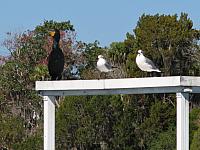 201402Carib 079