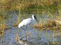 201402CaribK 139