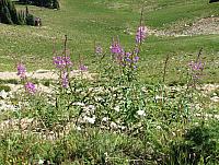 201408 Crystal Mtn 057