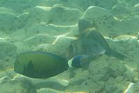 201501 Hawaii 798