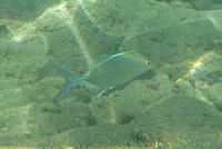 201501 Hawaii 818