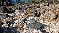 IMG 4102