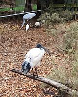 IMG 4754