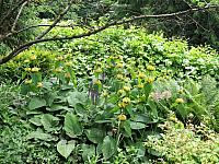 IMG 5551