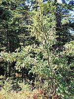 IMG 5742