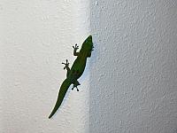 IMG 7010