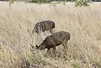 IMG 3491