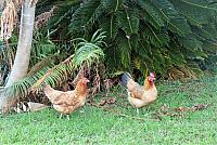 IMG 6463
