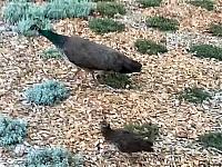 IMG 0644 - frame at 0m2s