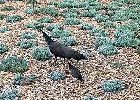 IMG 0645 - frame at 0m1s